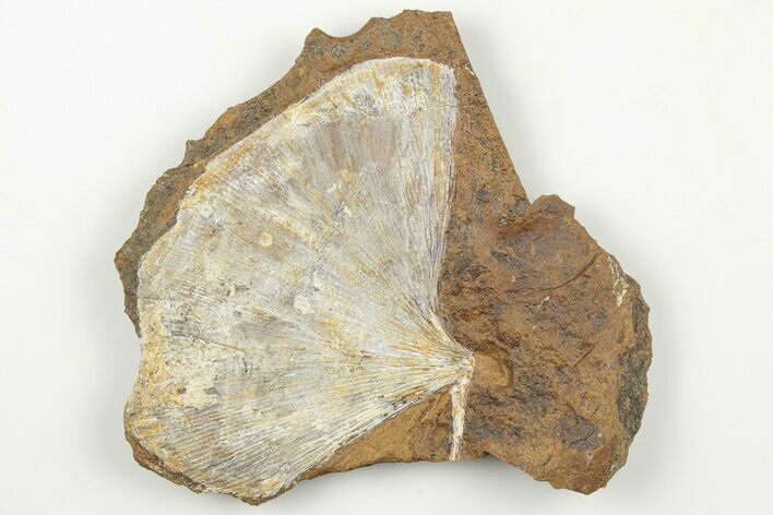 Fossil Ginkgo Leaf From North Dakota - Paleocene #198441